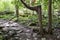 Bent cedar trunk along woodland hiking trail