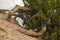 Bent desert tree with green foliage