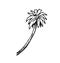 Bent down palm tree. In outline style for engraving. Fast casual style. Tropical plant. Hand drawing sketch of exotic
