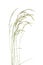 Bent grasses spikelet flowers wild meadow plants isolated on white background.