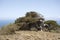 Bent juniper tree, El Hierro, Canary Islands