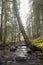 Bent mossy tree leaning over a stream in the forest