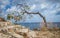 Bent over Windswept Tree - Curacao Views