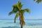 Bent palm tree facing the clear blue water on a tropical island,