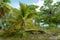 Bent Palm Tree in Trunk Bay, US Virgin Islands, USA