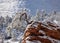 A bent pine tree carries a coat of fresh snow as it grows from the top of a sandstone outcrop in Zion National park