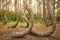 Bent pine trees in Crooked Forest at sunset, Poland