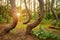 Bent pine trees in Crooked Forest at sunset, Poland