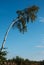 Bent tree on blue sky