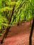 Bent tree trunks along a forest path