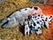 Bentheim Black Pied pig lactating piglets in the barn