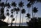 Beqa island palmtrees in the evening, Fiji