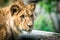 Berber lion cub portrait in nature