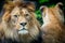 Berber lion with a lioness portrait