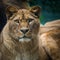 Berber lion portrait in nature park