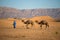Berber man with his camels going through the Sahara Desert