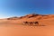 Berber man leading camel caravan in Erg Chebbi Sand dunes in Sahara Desert