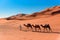 Berber man leading camel caravan in Erg Chebbi Sand dunes in Sahara Desert