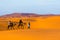 Berber man leading camel caravan, Merzouga, Sahara Desert, Morocco