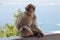 Berber monkey or magot on the Rock of Gibraltar,