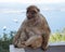 Berber monkey or magot on the Rock of Gibraltar,