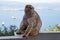 Berber monkey or magot on the Rock of Gibraltar,