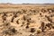 Berber old cemetery on the edge of Sahara desert in Morocco.