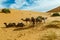 Berber is preparing a caravan of camels