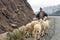 Berber shepherd with his flock in remote High Atlas mountain