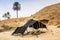 The Berber tent in the Sahara desert, Africa