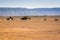 Berber tents in desert in Zagora province in Morocco