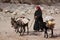 Berber woman path with donkeys