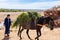 Berber Woman walking behind loaded Mule