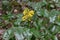 Berberis aquifolium, Arboretum, Thetford Forest, Norfolk, England, UK