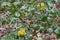 Berberis aquifolium, Arboretum, Thetford Forest, Norfolk, England, UK