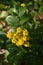 Berberis Aquifolium Oregon Grape Flowers