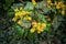 Berberis Aquifolium Pursh Yellow Flowers