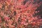 Berberis , barberry, evergreen shrub red leaves on autumn day