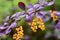 Berberis, barberry yellow flowers on twig macro