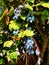 Berberis bealei,  ornamental plant