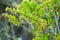 Berberis frikartii branch. Thorny branches of berberis frikartii with bright yellow flowers.