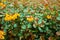 Berberis frikartii branch. Thorny branches of berberis frikartii with bright yellow flowers.