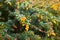 Berberis frikartii branch. Thorny branches of berberis frikartii with bright yellow flowers.