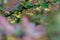 Berberis Ilicifolia. Branch of a blossoming barberry . yellow flowers barberries on bush. bee on a flower,
