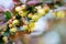 Berberis Ilicifolia. Branch of a blossoming barberry . yellow flowers barberries on bush. bee on a flower,