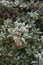 Berberis julianae with frost