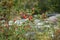 Berberis shrubs with berries in Altai mountains