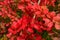Berberis stenophylla Flowering Shrub - Autumn Colours