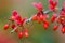 Berberis thunbergii Atropurpurea