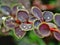 Berberis thunbergii colorful violet ornamental shrub twig with leaves detail